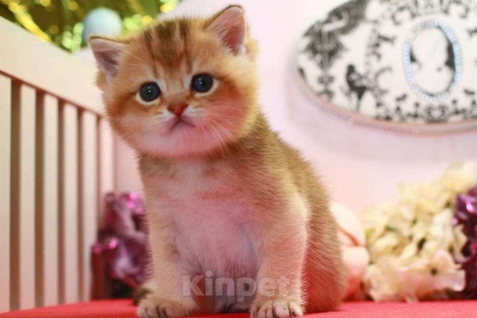 Кошки в Москве: Золотая красотка  Девочка, 30 000 руб. - фото 6