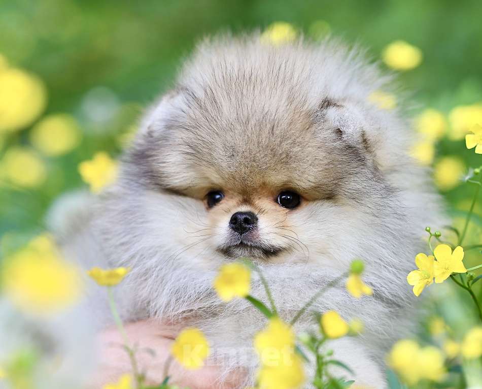 Собаки в Москве: Мальчик померанского шпица медвежьего типа Мальчик, 130 000 руб. - фото 5