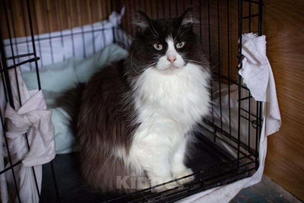 Кошки в Москве: Пушистый котик в добрые руки Мальчик, Бесплатно - фото 3