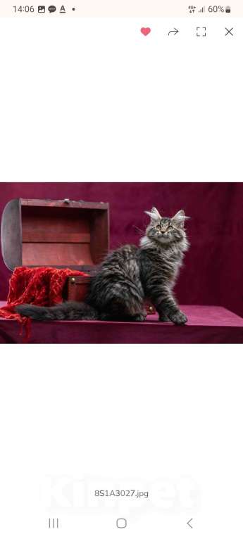 Кошки в других городах Ленинградской области: Котенок в "руковичках" Девочка, 25 000 руб. - фото 7