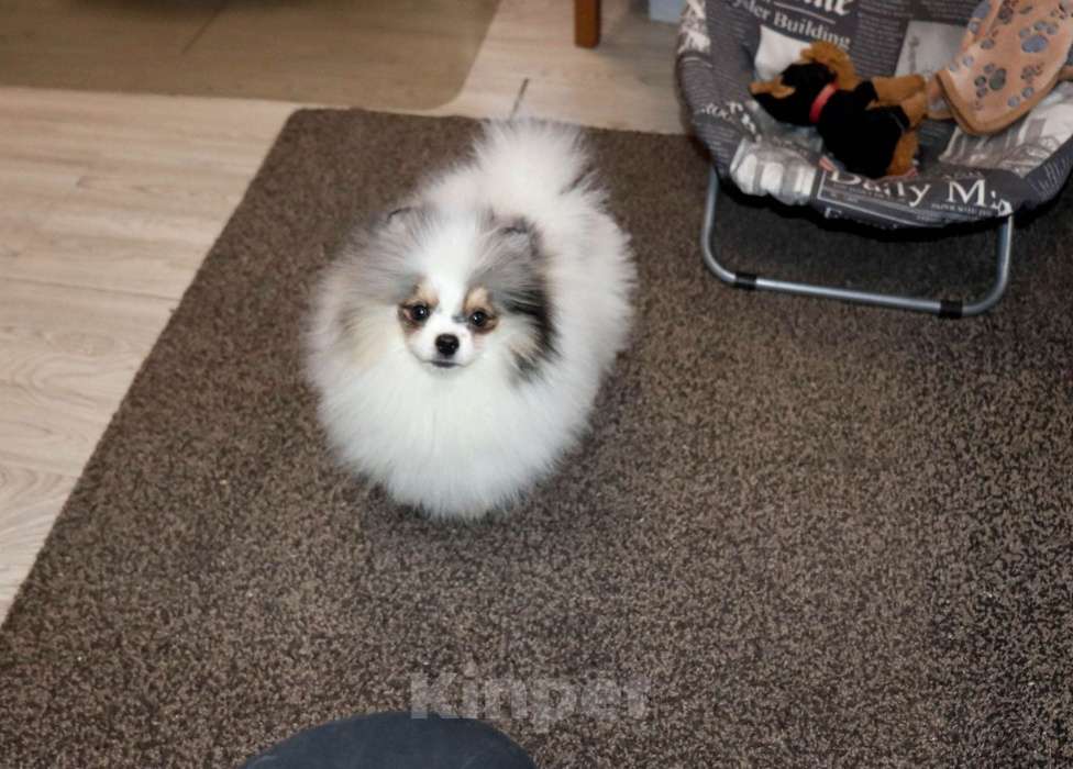 Собаки в Москве: Самый нарядный МРАМОРНЫЙ шпиц Мальчик, 39 000 руб. - фото 1