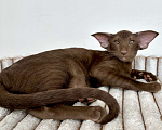 Кошки в Санкт-Петербурге: Шоколадная кошечка Девочка, Бесплатно - фото 6