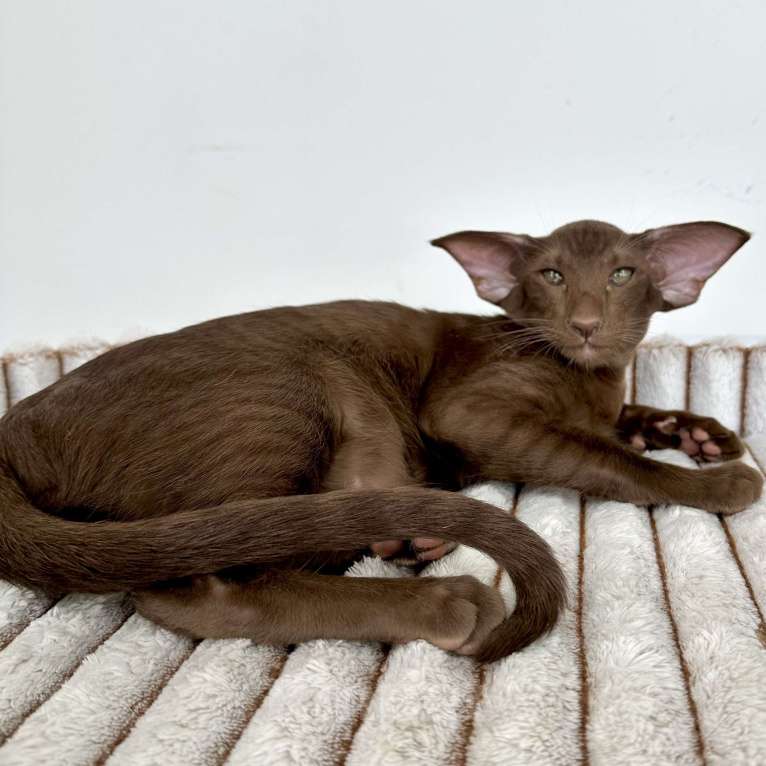 Кошки в Санкт-Петербурге: Шоколадная кошечка Девочка, Бесплатно - фото 6