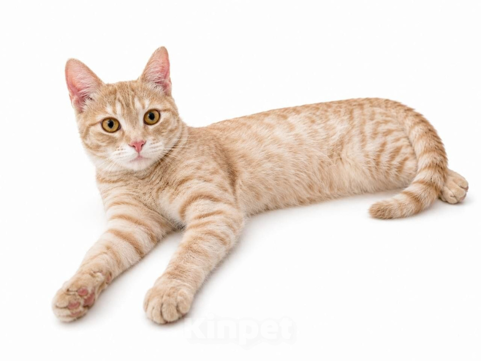Кошки в Москве: Кошка Сиенна ищет дои Девочка, Бесплатно - фото 5