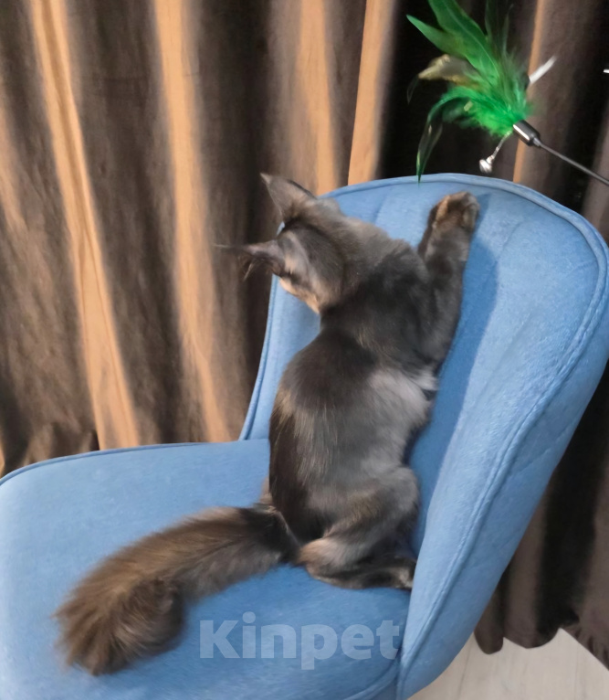Кошки в Краснодаре: Котенок Мейн-кун Девочка, 50 000 руб. - фото 8