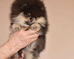 Собаки в Подольске: Черно - подпалая девочка шпица Девочка, 45 000 руб. - фото 3