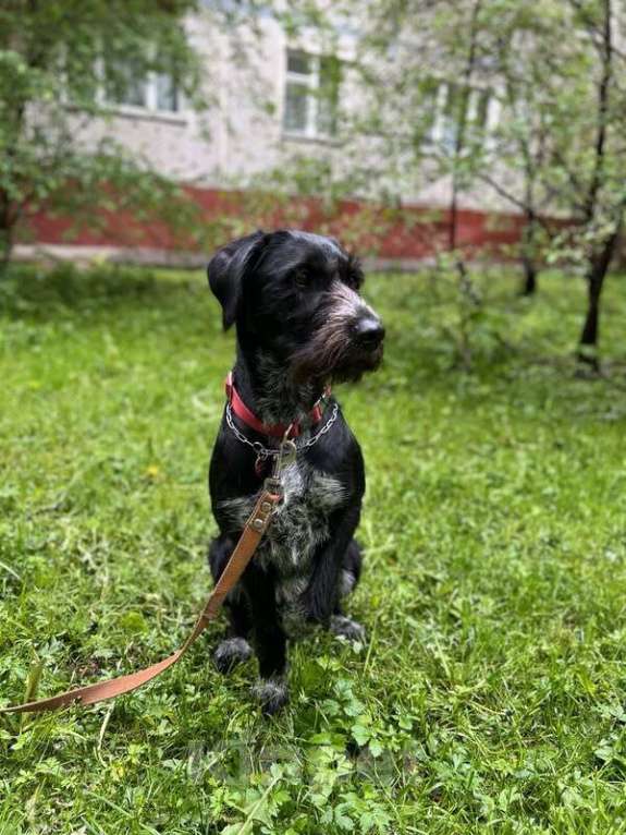 Собаки в Москве: Очаровательная и нежная дратхаар Найда в добрые руки Девочка, 1 руб. - фото 3