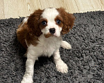 Собаки в Москве: Кавалер Кинг Чарльз спаниель Мальчик, 50 000 руб. - фото 2