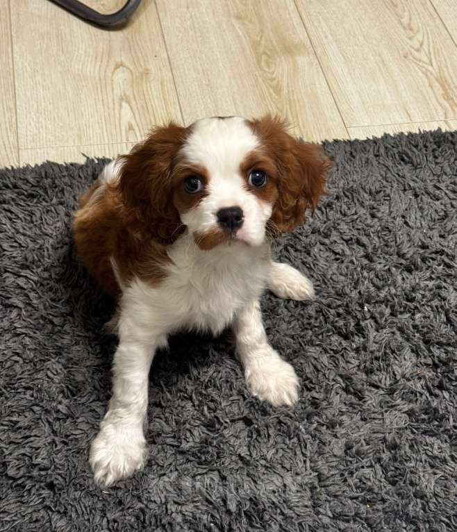 Собаки в Москве: Кавалер Кинг Чарльз спаниель Мальчик, 50 000 руб. - фото 2