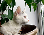 Кошки в Москве: Котенок Семен ищет дом Мальчик, Бесплатно - фото 8