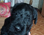 Собаки в Перми: Щенок мальчик керри-блю-терьер Мальчик, 60 000 руб. - фото 1