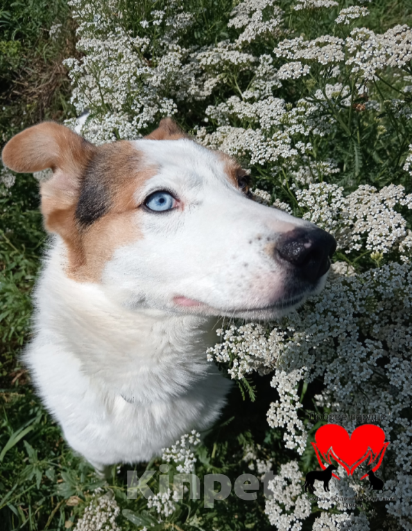 Собаки в Тамбове: Джон Мальчик, Бесплатно - фото 5