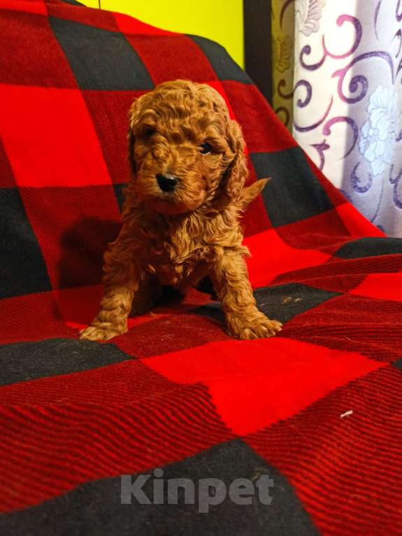 Собаки в Уфе: Пудель средний  Девочка, Бесплатно - фото 4