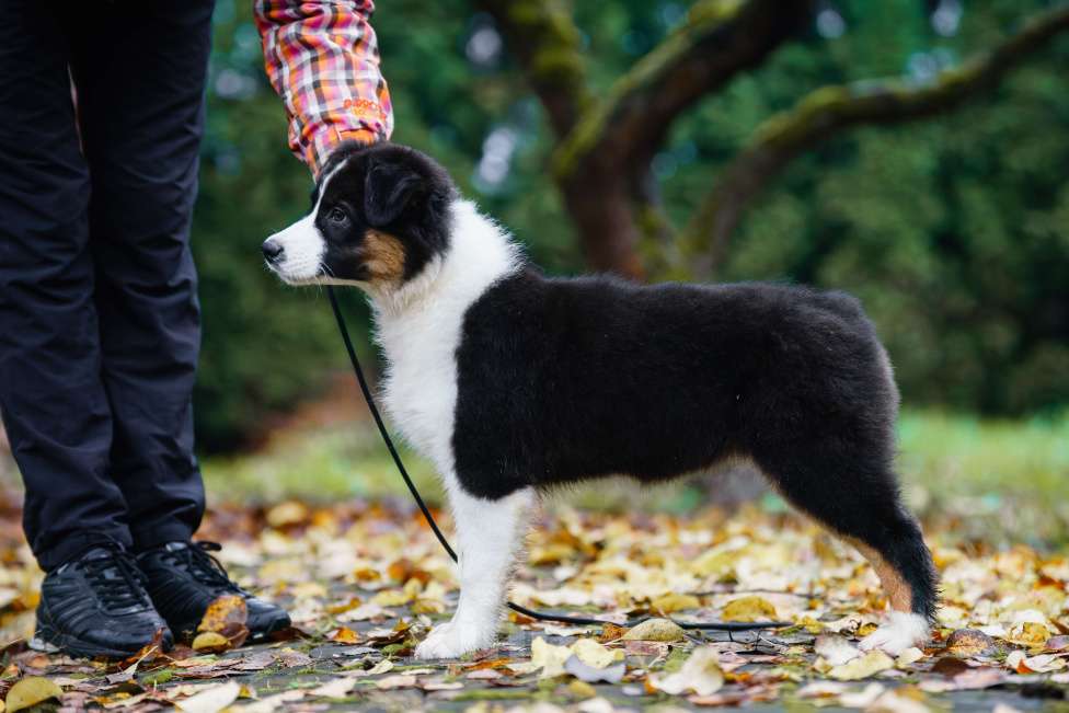 Собаки в Звенигороде: Австралийская овчарка девочка Девочка, 50 000 руб. - фото 6
