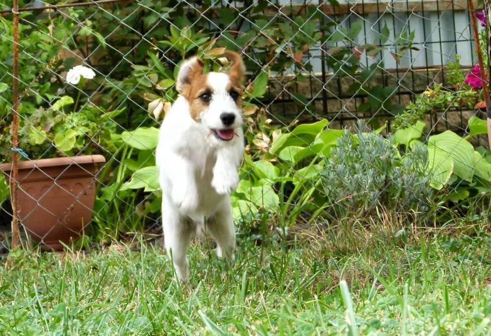 Собаки в других городах Ростовской области: Джек Рассел Терьер Мальчик, 30 000 руб. - фото 1
