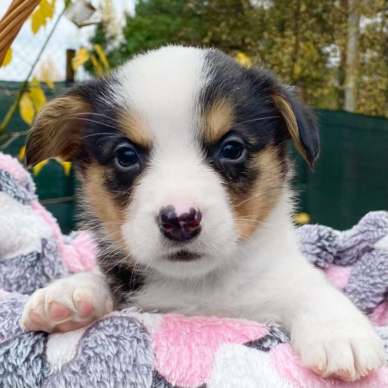 Собаки в Москве: Щенки вельш-корги кардиган Девочка, 40 000 руб. - фото 4