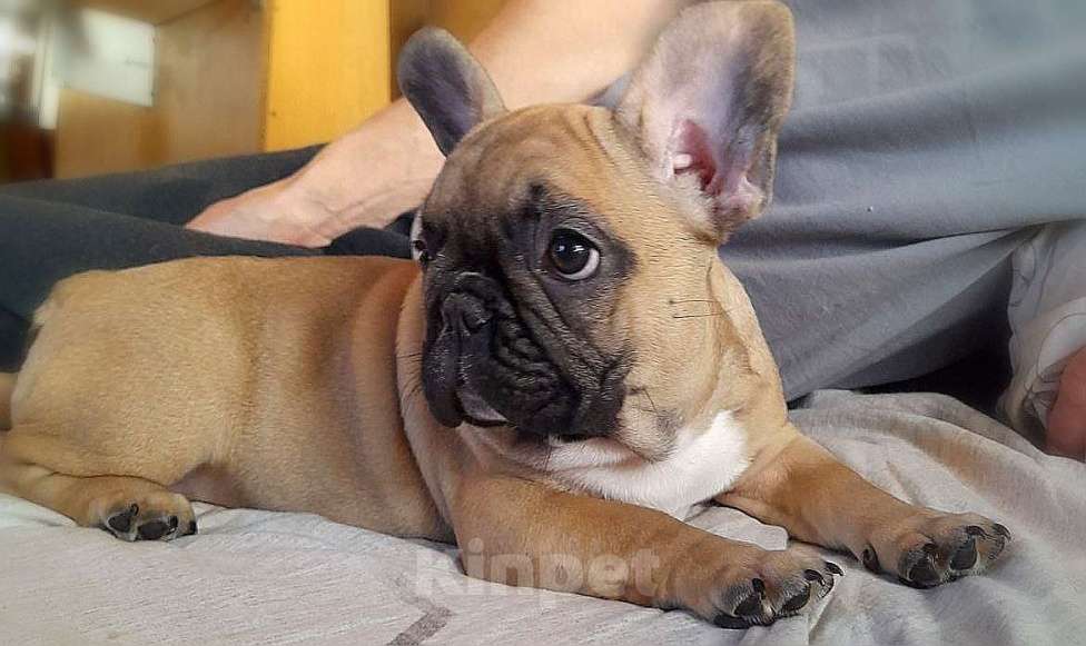 Собаки в Находке: Французкий бульдог! Шикарная булочка в отличном качестве! С документами Ркф!  Девочка, 100 000 руб. - фото 3