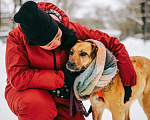 Собаки в Москве: Чудесная Лесси ищет дом Девочка, Бесплатно - фото 3