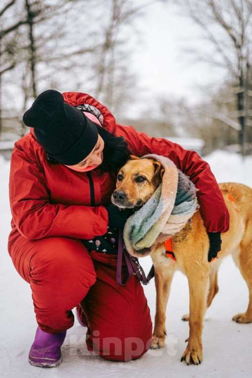 Собаки в Москве: Чудесная Лесси ищет дом Девочка, Бесплатно - фото 3