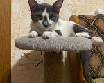 Кошки в Москве: Смешная девчонка  - котенок Зефирка, 3 месяца Девочка, Бесплатно - фото 5