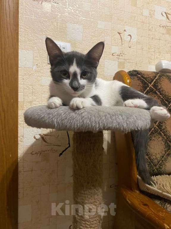 Кошки в Москве: Смешная девчонка  - котенок Зефирка, 3 месяца Девочка, Бесплатно - фото 5