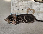 Кошки в Санкт-Петербурге: Бенгальские котята Мальчик, 35 000 руб. - фото 2