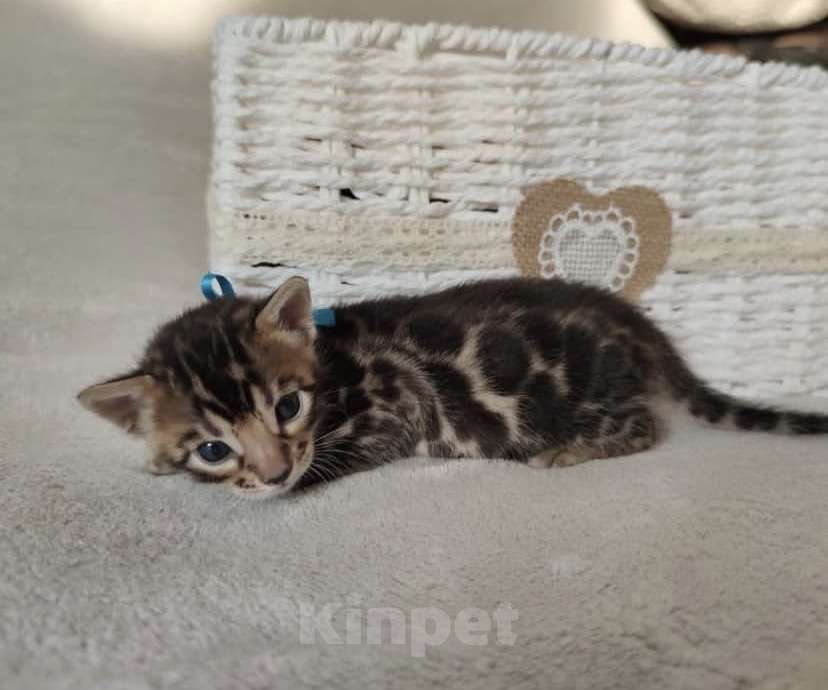 Кошки в Санкт-Петербурге: Бенгальские котята Мальчик, 35 000 руб. - фото 2