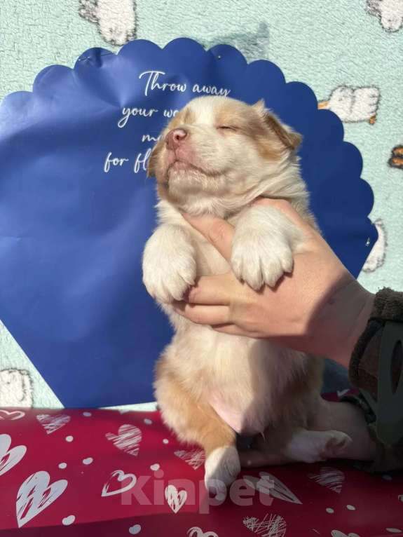 Собаки в Бикине: Аусси Мальчик, 80 000 руб. - фото 4