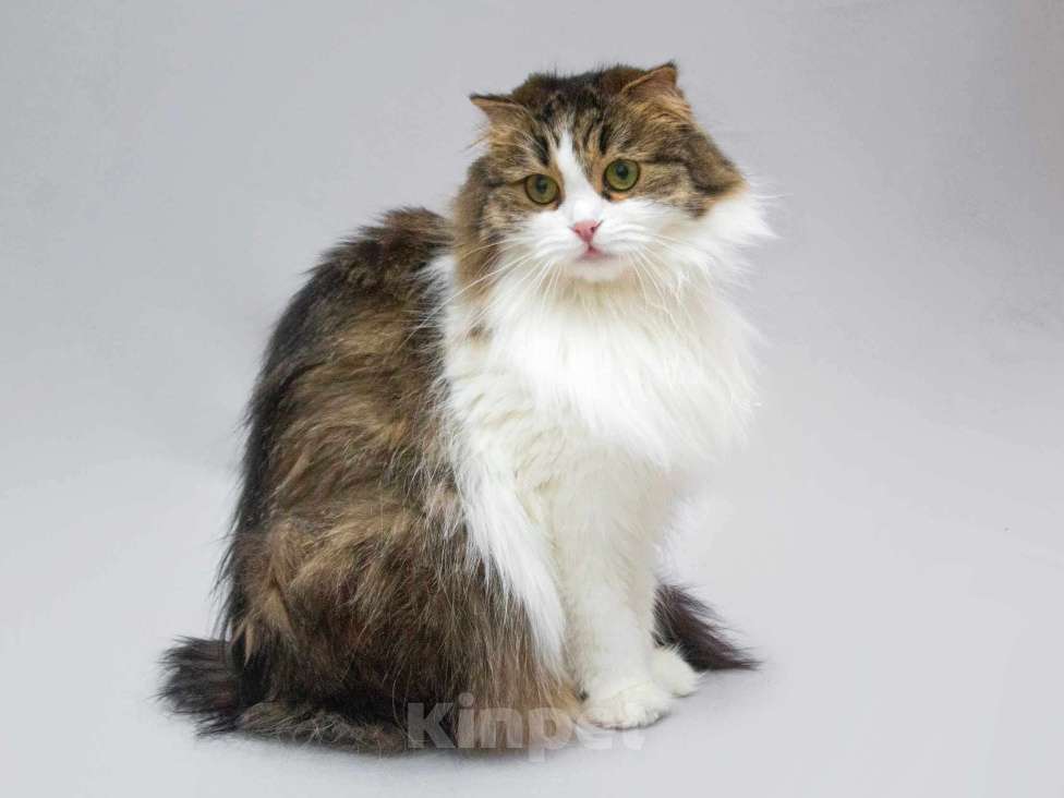 Кошки в Москве: Нежная ласковая кошечка Миу в добрые руки Девочка, Бесплатно - фото 2