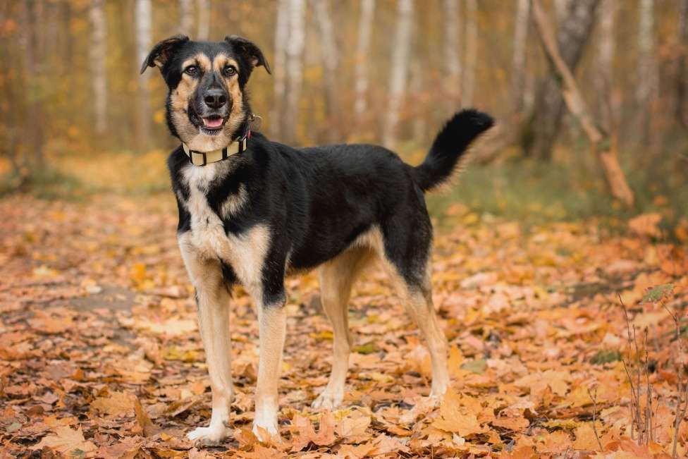 Собаки в Москве: Трогательная милашка Шаби в поиске любящих родителей! Девочка, Бесплатно - фото 6