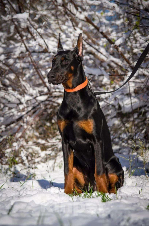 Собаки в Ейске: щенок добермана Девочка, 90 000 руб. - фото 1