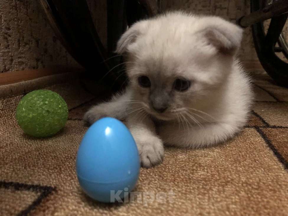 Кошки в Мурманске: манчкин подросток Мальчик, 15 000 руб. - фото 6