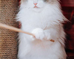 Кошки в Москве: Голубоглазая красавица кошка Каша ищет дом! Девочка, Бесплатно - фото 4