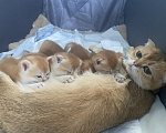 Кошки в Сочи: Шотландские вислоухие котята Разнополые, Бесплатно - фото 9