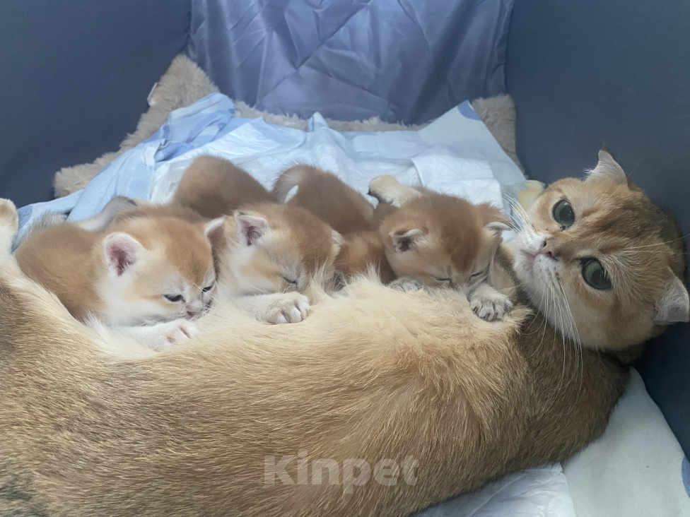 Кошки в Сочи: Шотландские вислоухие котята Разнополые, Бесплатно - фото 9
