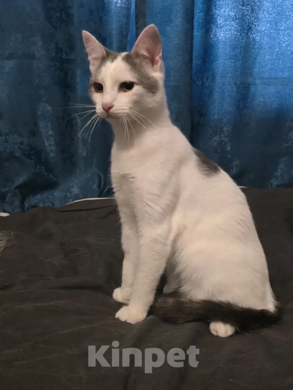 Кошки в Серпухове: Ищет любящую и ответственную семью❤️ Мальчик, Бесплатно - фото 1