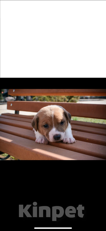 Собаки в Симферополе: Мальчик Мальчик, 12 000 руб. - фото 4