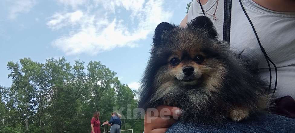 Собаки в Красноярске: Продаётся померанский шпиц редчайшего окраса Мальчик, Бесплатно - фото 4