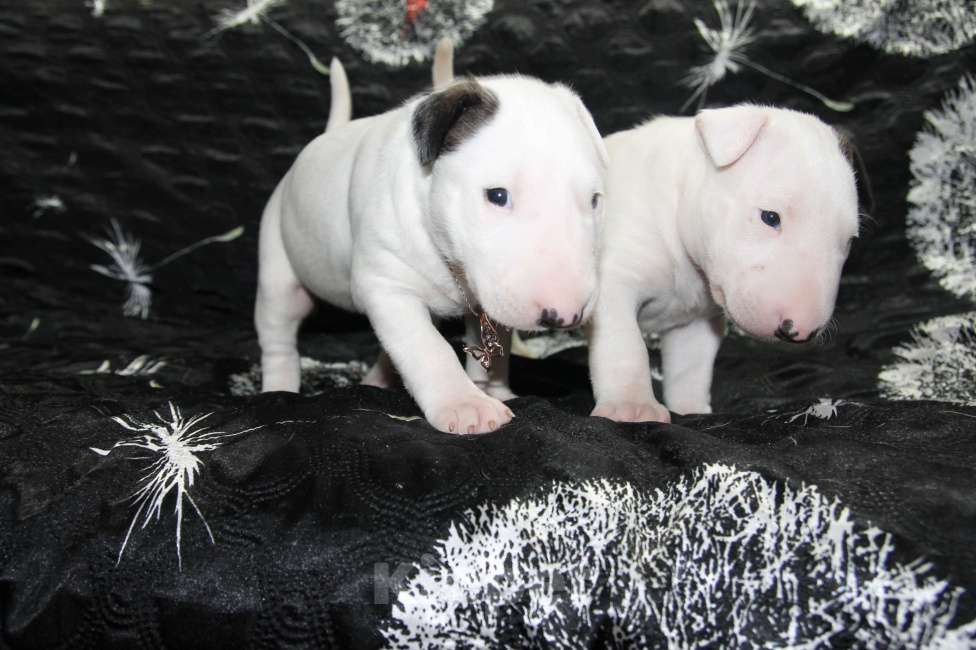 Собаки в Череповце: Предлагаются малышки стандартного бультерьера Мальчик, Бесплатно - фото 4