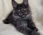 Кошки в Дмитрове: Черная дымчатая девочка мейн кун Yanetta Девочка, 15 000 руб. - фото 5