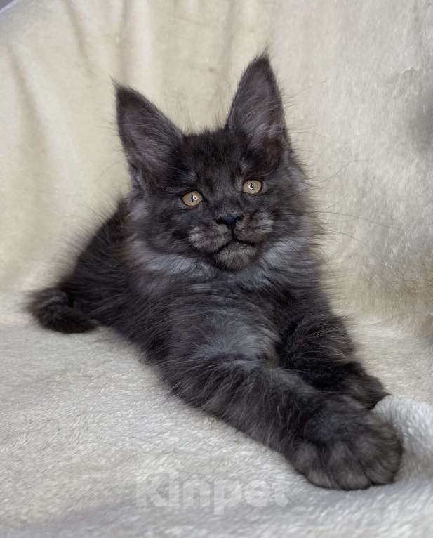 Кошки в Дмитрове: Черная дымчатая девочка мейн кун Yanetta Девочка, 15 000 руб. - фото 5