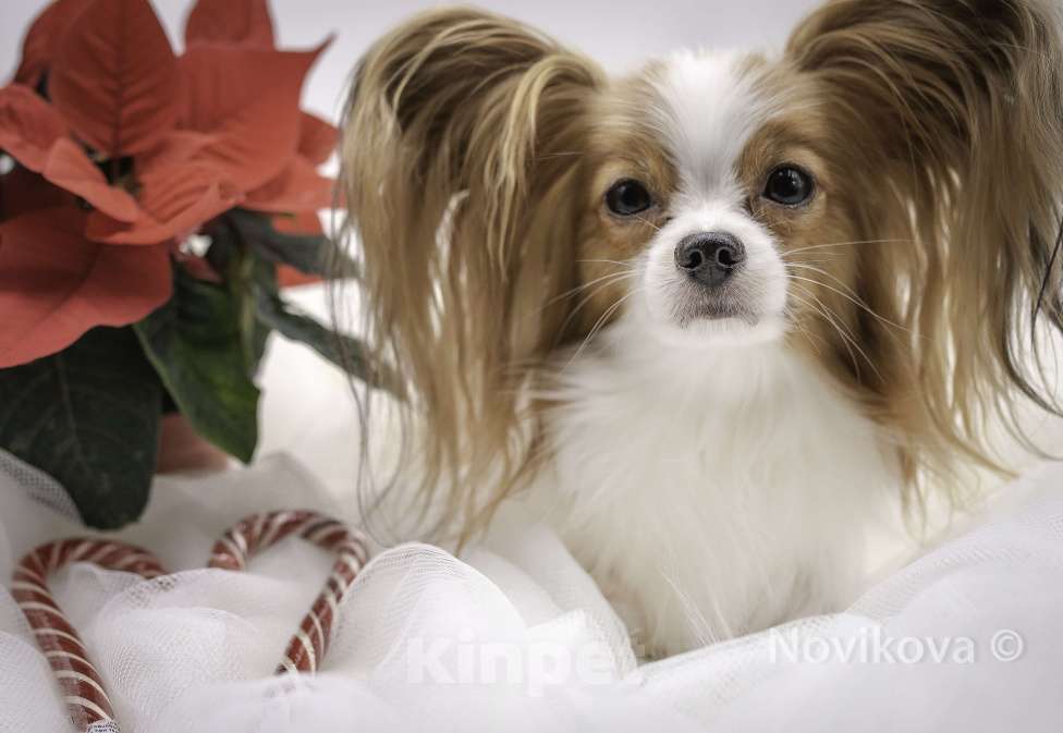 Собаки в Москве: щенки папийона Мальчик, Бесплатно - фото 6