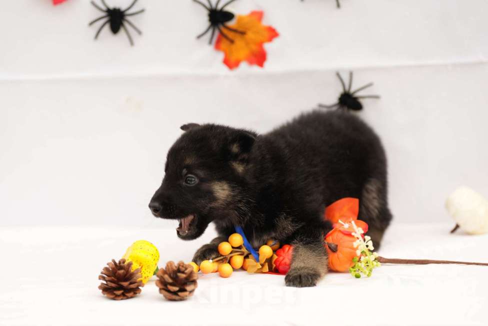 Собаки в других городах Московской области: Мальчик восточноевропейская овчарка с документами  Мальчик, 65 000 руб. - фото 4