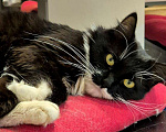 Кошки в Люберцах: Нимфе отчаянно нужен любящий человек Девочка, Бесплатно - фото 2