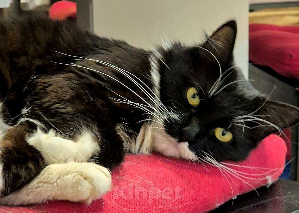 Кошки в Люберцах: Нимфе отчаянно нужен любящий человек Девочка, Бесплатно - фото 2