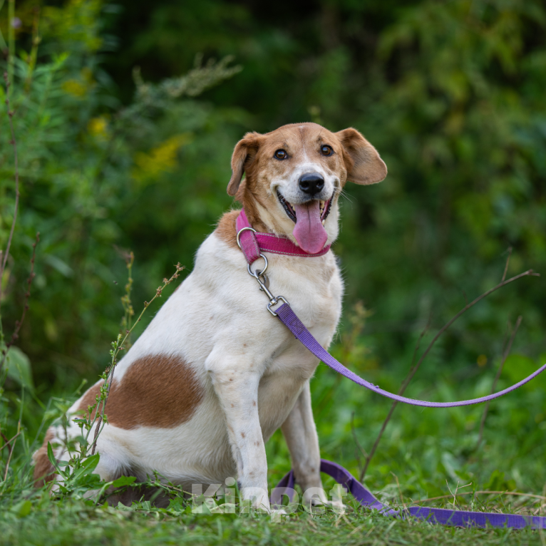 Собаки в Москве: Лаура Девочка, Бесплатно - фото 4