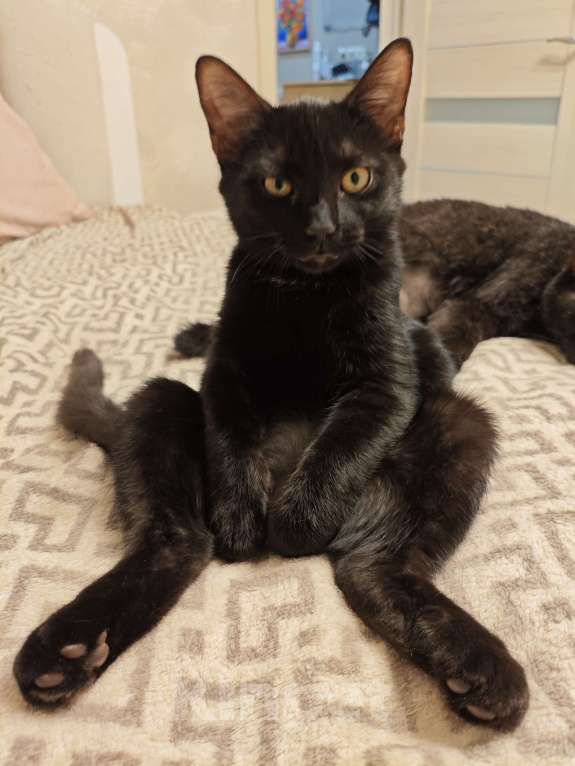 Кошки в Москве: Котёнок ищет дом  Мальчик, Бесплатно - фото 3