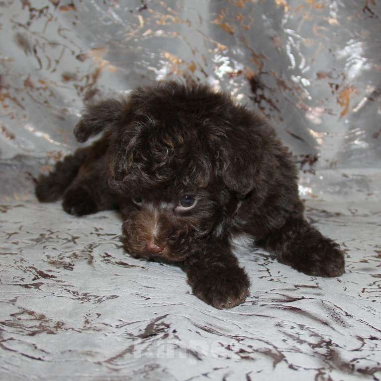 Собаки в Санкт-Петербурге: ❤️ Щенок той-пуделя мальчик шоколадный. СПб Мальчик, 80 000 руб. - фото 3