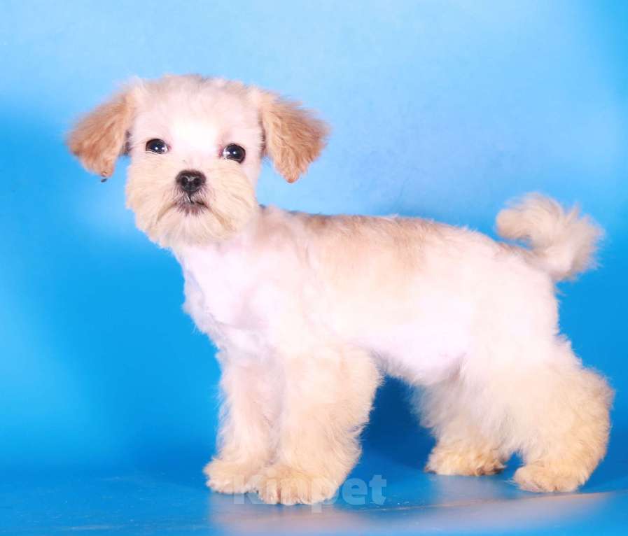 Собаки в Москве: мальтипу мини девочки бэби фейс Девочка, 130 000 руб. - фото 10