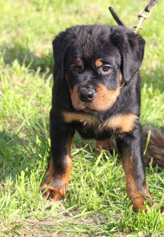 Собаки в Екатеринбурге: Щенки ротвейлера  Мальчик, 60 000 руб. - фото 8